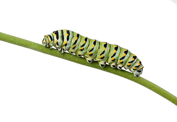 istock Caterpillar Butterfly Eastern Black Swallowtail (Papilio polyxen 466196875