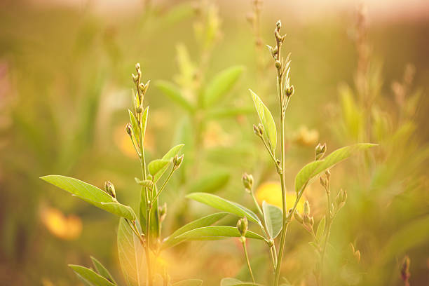 鳩エンドウ豆ダル若い植物の最高経営責任者 - cicer ストックフォトと画像