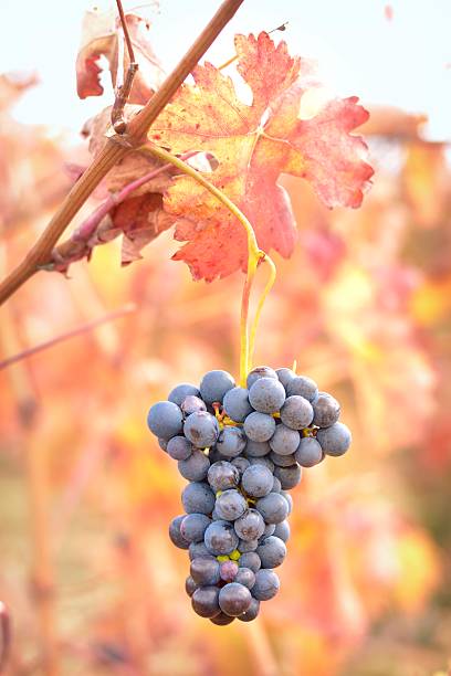 Wiązanka winogron – zdjęcie