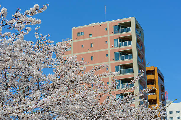 Cherry blossoms and Apartments