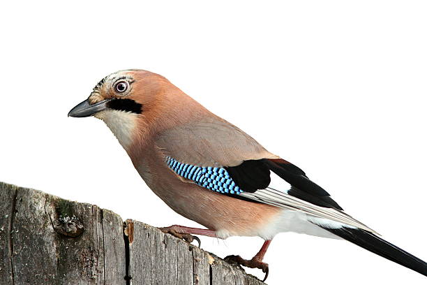 istock european jay isolated on white 466198343