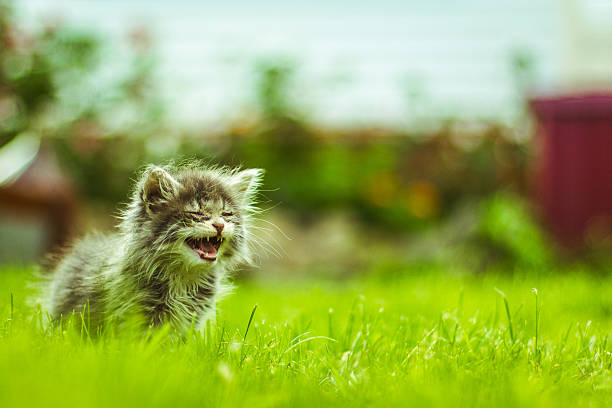 istock Pussycat Baby Animals 466198561