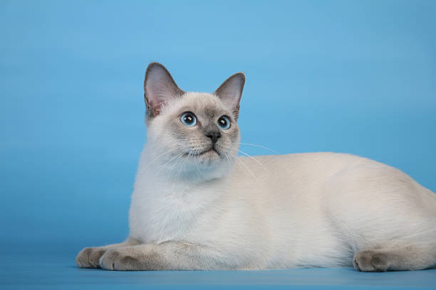 istock Beautiful male Thai cat looking diagonal 466198801