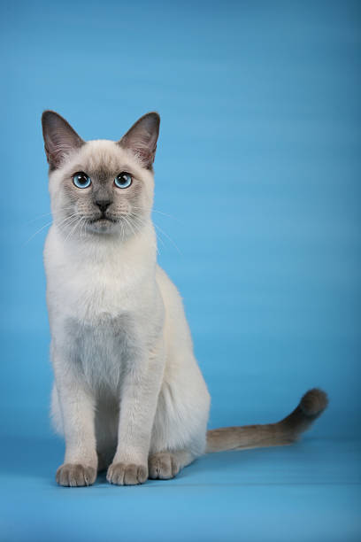 istock Beautiful male Thai cat vertical sitting 466199195