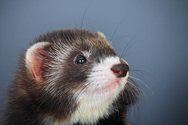 istock Portrait of young ferret 466199363