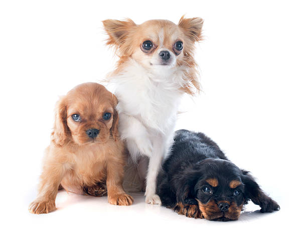 istock puppies cavalier king charles and chihuahua 466199469