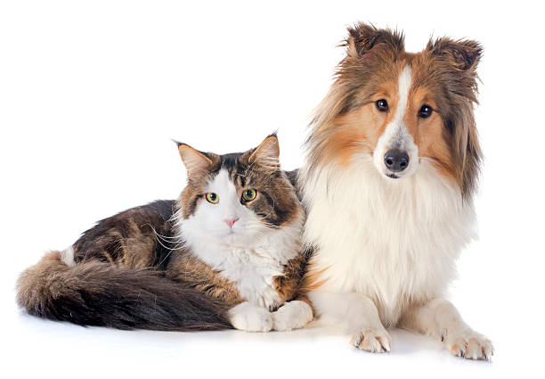 istock shetland dog ans maine coon cat 466199473