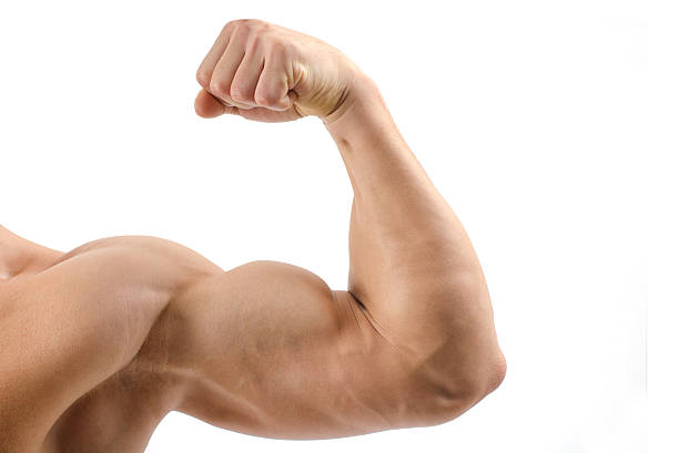primo piano di un bodybuilder bicipiti, spalle, - bicep human arm macho flexing muscles foto e immagini stock