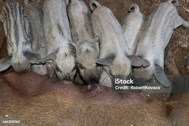 Ор С Ее Piglets — стоковые фотографии и другие картинки Mangalica - Mangalica, Sow, Без людей