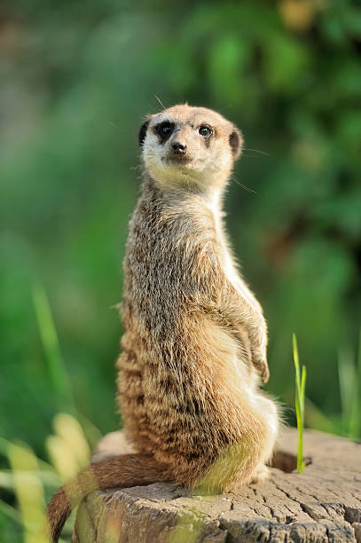 istock Meerkat standing upright and looking alert 466200167
