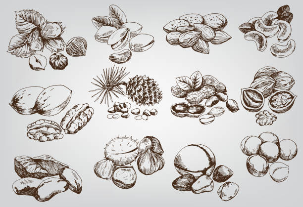 hazelnuts hazelnuts. set of vector sketches chestnuts stock illustrations