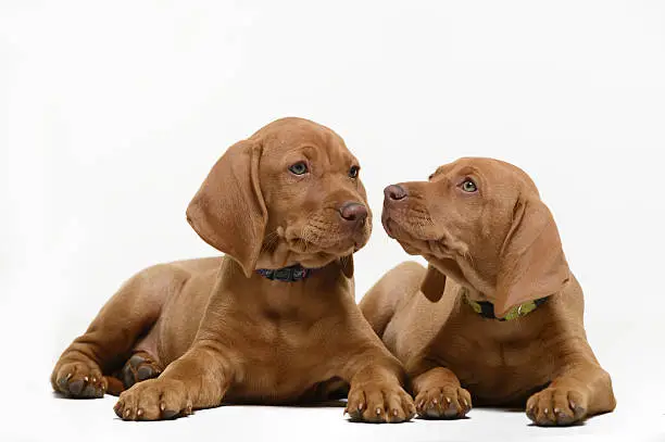 Two curious Vizsla puppies on white background, lying down and at rapt attention, looking attentively in different directions. Puppies eight weeks old. Shot at eye level on Nikon D4 and 70-200mm f2.8 lens, lit with beauty dish for extra crispness, with expandable white space all round subjects for logo and branding space. 