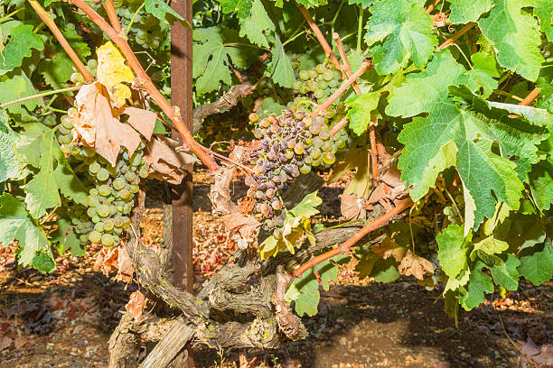 Mildew parasite infected vines and grapes Wine grapes infected with the vines parasite mildew, a vines disease which causes the grapes and the plant to gradually dry. mildew stock pictures, royalty-free photos & images
