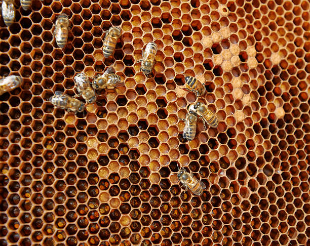 istock Honeycomb with eggs, larvae and capped brood 466200956