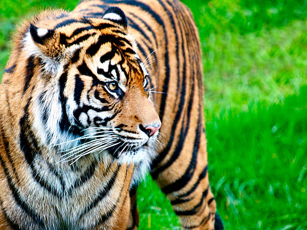 tygrys sumatrzański - tiger animal sumatran tiger endangered species zdjęcia i obrazy z banku zdjęć