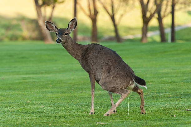 Deer squats to urinate on grass field stock photo
