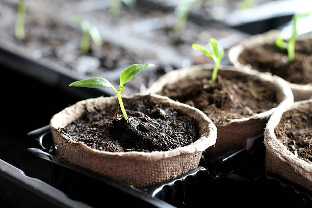 Gardening. Seedlings stock photo