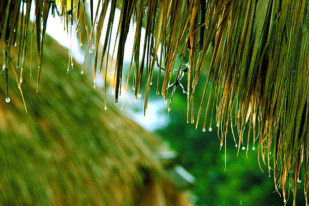istock Leaf of palm with rain in beach 466202273