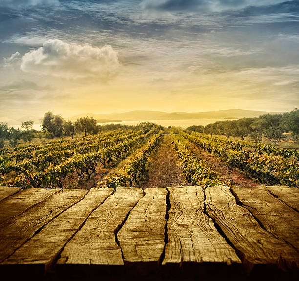 Vineyard design stock photo