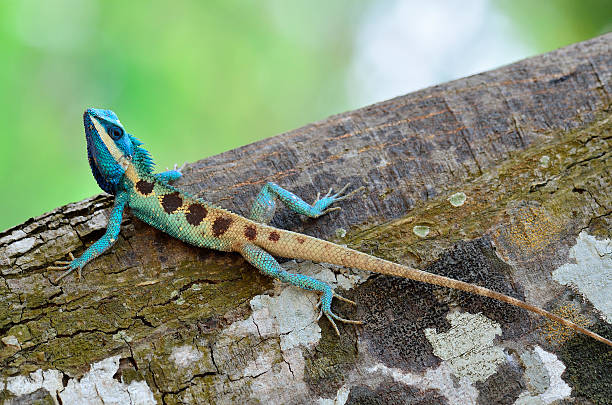 istock Full body of blue lizard on tree 466202429