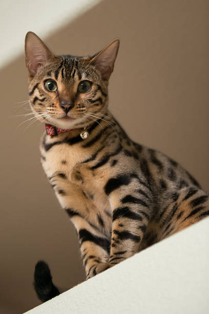 Purebred Bengal A purebred Bengal sitting on a ledge. animal retina stock pictures, royalty-free photos & images