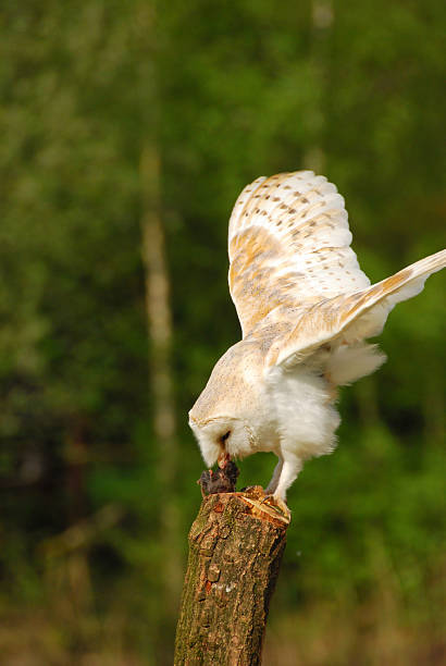 istock Eating Barn owl on top of a tree trunk. 466202702