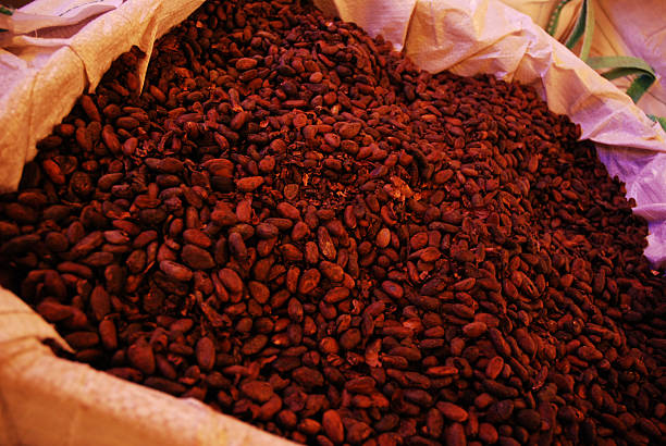 The Cocoa Beans stock photo