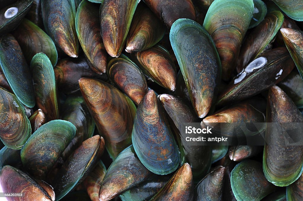 Fresh mussels Backgrounds Stock Photo