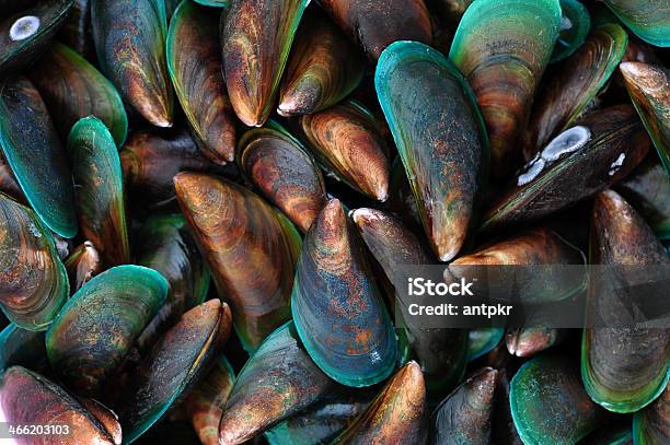Fresh Mussels Stock Photo - Download Image Now - Backgrounds, Close-up, Food