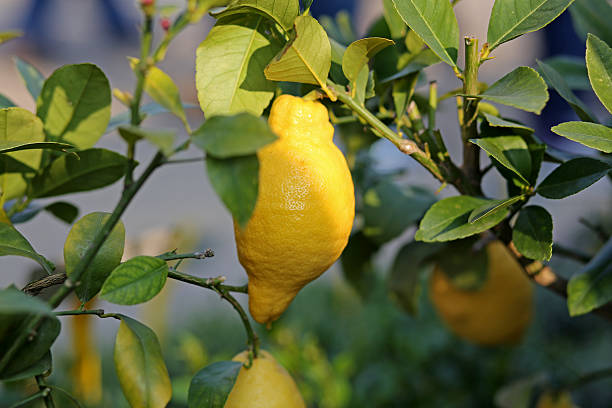 istock lemon hanging on the tree in the orchard 466203106