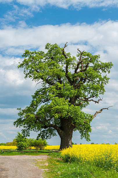 один oak с изнасилованием или канолового поле - kalte eiche стоковые фото и изображения