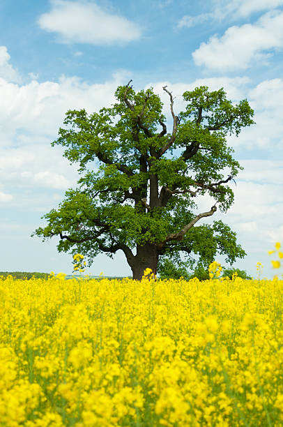 один oak с изнасилованием или канолового поле - kalte eiche стоковые фото и изображения