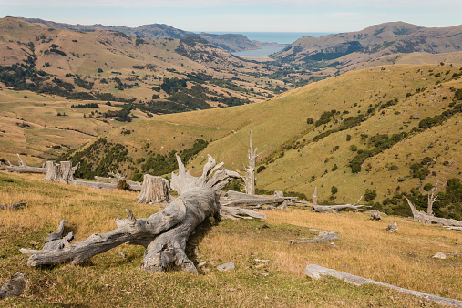 deforested slopes at Banks Peninsula in New Zealand