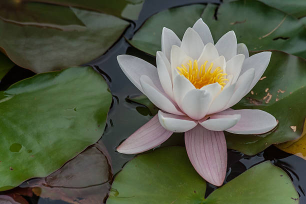 istock White lotus flower in a pond 466205697