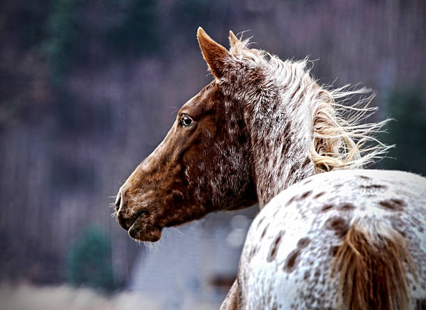Cavalo appaloosa - foto de acervo
