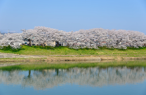 Cherry blossoms (Sakura) along Shiroishi river (Shiroishigawa tsutsumi Senbonzakura) in Miyagi prefecture, Japan
