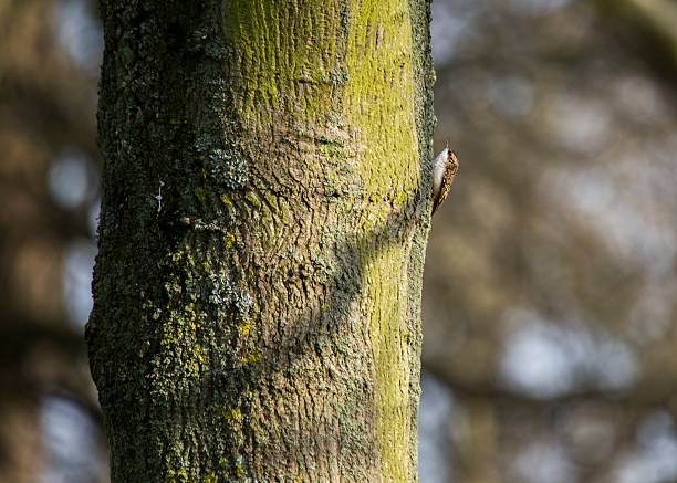 Tree Creeper (Certhiidae) Treecreeper searching for food spotted outdoors in Dublin area certhiidae stock pictures, royalty-free photos & images