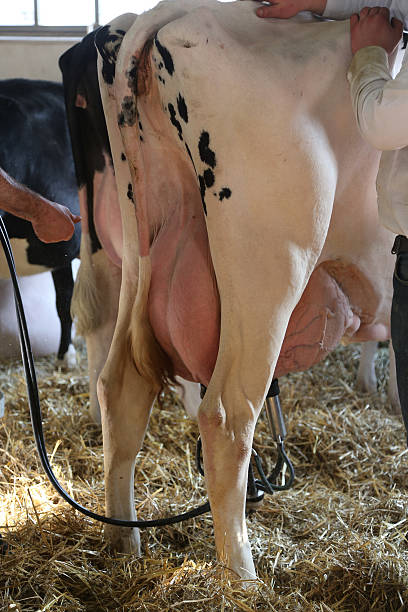 istock COW is milked with automatic milking in the stable 466206272