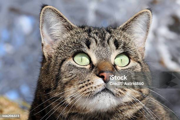The Cat Stock Photo - Download Image Now - Animal Body Part, Animal Eye, Animal Head
