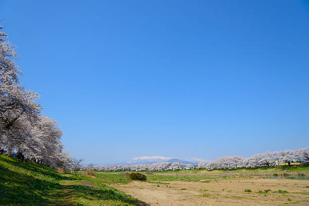 Cherry blossoms (Sakura) along Shiroishi river (Shiroishigawa tsutsumi Senbonzakura) in Miyagi prefecture, Japan