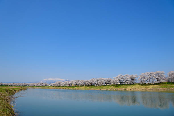 Cherry blossoms (Sakura) along Shiroishi river (Shiroishigawa tsutsumi Senbonzakura) in Miyagi prefecture, Japan
