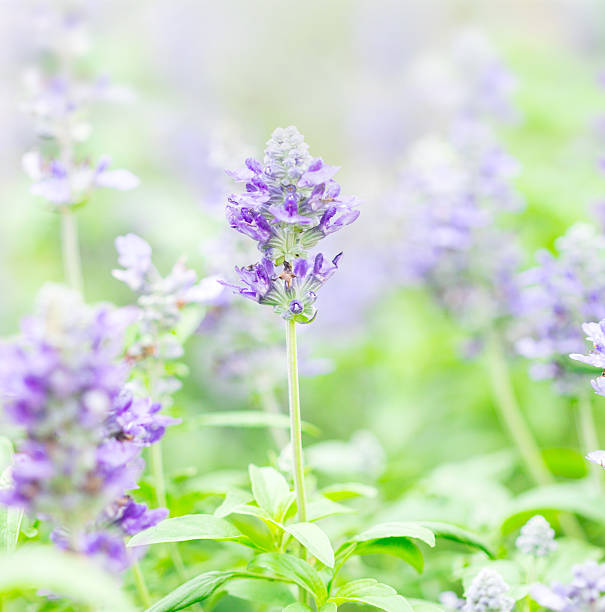 istock close up beautiful flower in garden 466206836