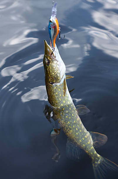 Pike on hook in water stock photo