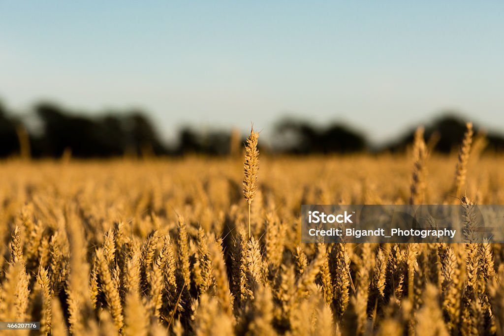 Grain field Grain field ready for harvesting on a sunny summer day. 2015 Stock Photo