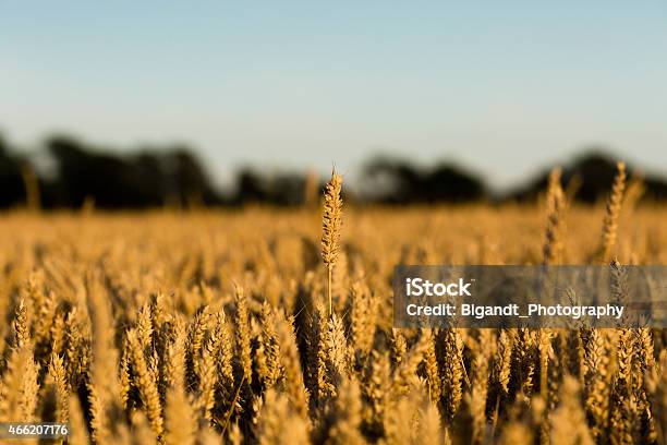 Grain Field Stock Photo - Download Image Now - 2015, Agricultural Field, Agriculture