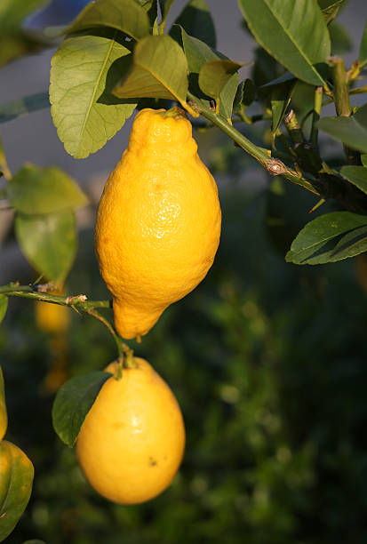 istock two yellow lemons hanging on the tree in the orchard 466207190