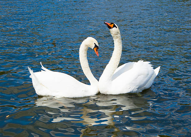 istock Swans in love, Hyde park lake 466207282