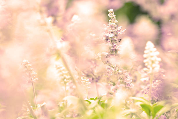 istock nature abstract background from close up Sage plant 466207438
