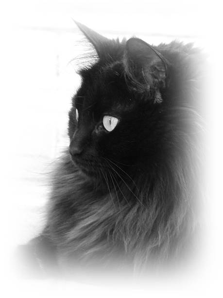 istock Missy in Black and White 466207540