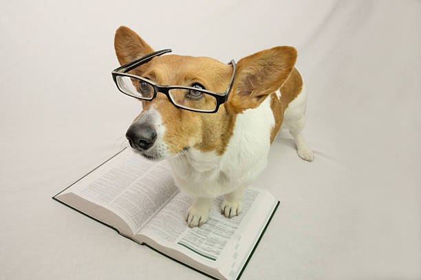 Corgi with glasses and book Brown and white corgi wearing reading glasses and standing on open book dog ate my homework stock pictures, royalty-free photos & images